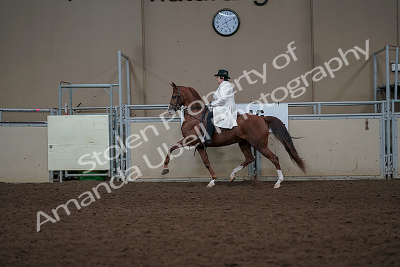 2019 Morgan Horse Show - Aug 31, 2019 - 17884