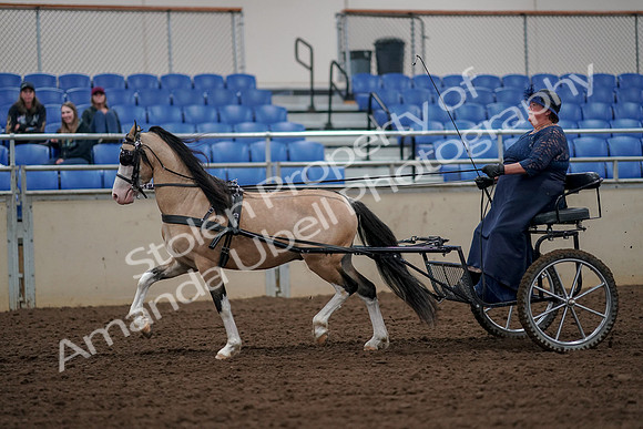 2019 Morgan Horse Show - Aug 30, 2019 - 13219