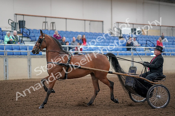 2019 Morgan Horse Show - Aug 30, 2019 - 13028