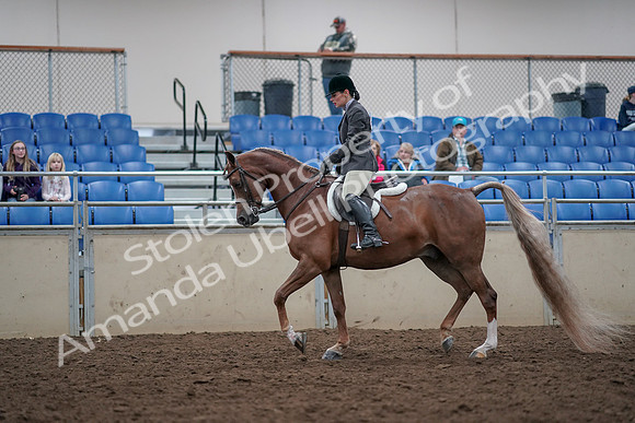 2019 Morgan Horse Show - Aug 31, 2019 - 15948