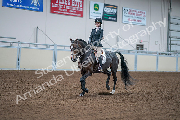 2020 - AB Morgan Horse - Fri, Sept 04 - 06166