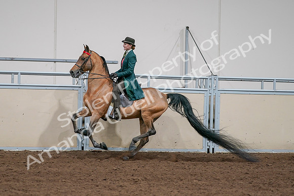 2020 - AB Morgan Horse - Sat, Sept 05 - 13812
