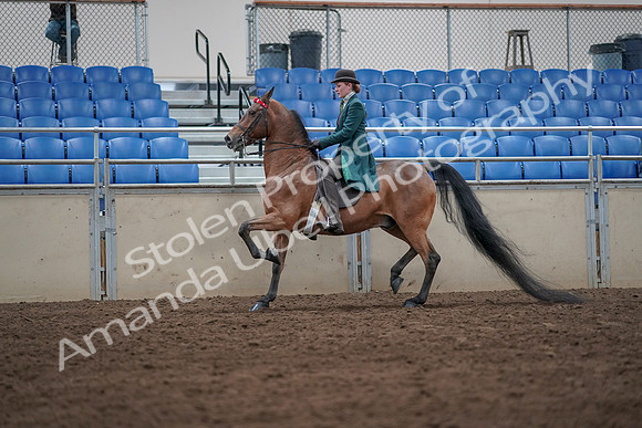 2019 Morgan Horse Show - Sept 01, 2019 - 13220