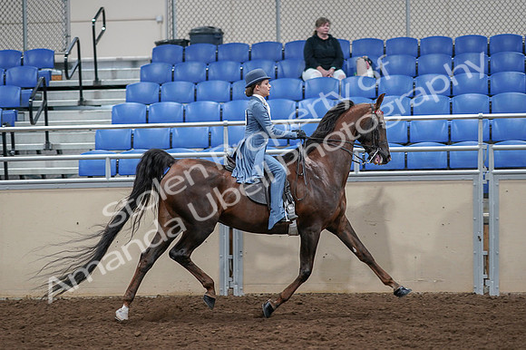 2020 - AB Morgan Horse - Fri, Sept 04 - 05214