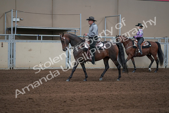 2019 Morgan Horse Show - Sept 01, 2019 - 06847