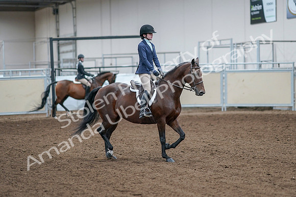 2020 - AB Morgan Horse - Fri, Sept 04 - 05965