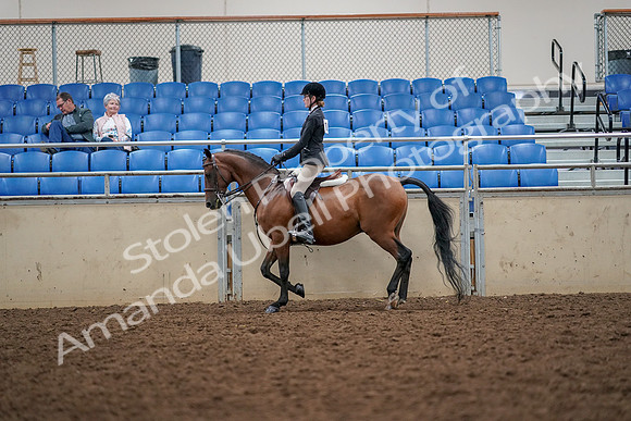 2019 Morgan Horse Show - Aug 30, 2019 - 23156