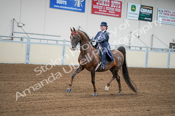 2020 - AB Morgan Horse - Fri, Sept 04 - 08207