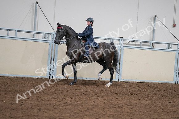 2020 - AB Morgan Horse - Fri, Sept 04 - 03015