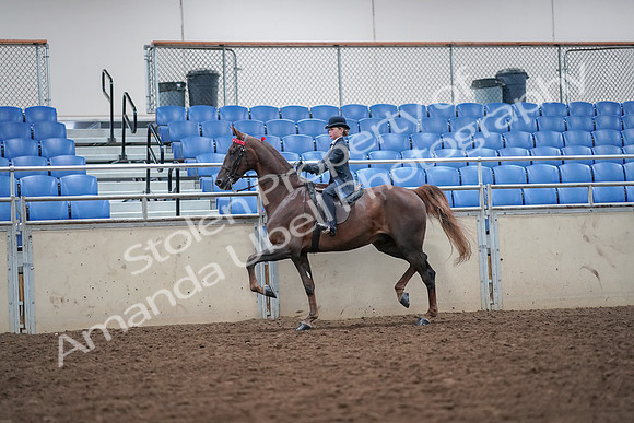 2019 Morgan Horse Show - Aug 30, 2019 - 17829