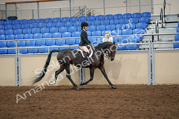 2020 - AB Morgan Horse - Fri, Sept 04 - 02154