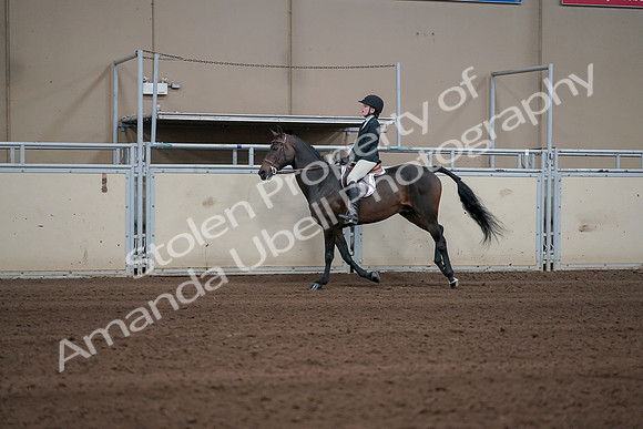 2019 Morgan Horse Show - Sept 01, 2019 - 03764