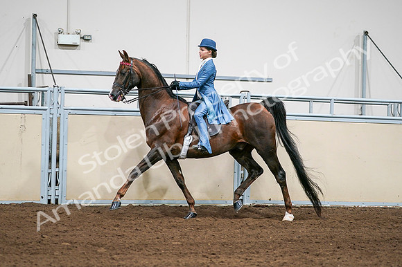 2020 - AB Morgan Horse - Fri, Sept 04 - 04946