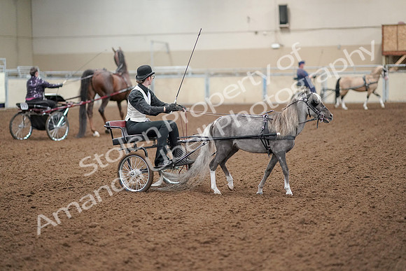 2019 Morgan Horse Show - Aug 30, 2019 - 13335