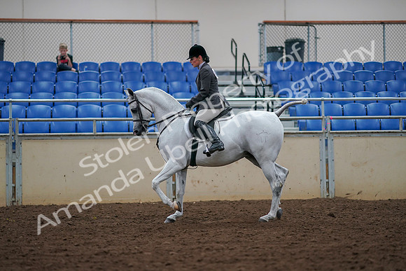 2019 Morgan Horse Show - Aug 30, 2019 - 17378
