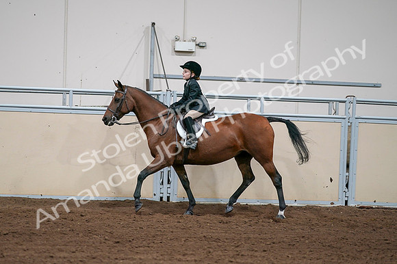 2020 - AB Morgan Horse - Fri, Sept 04 - 02063