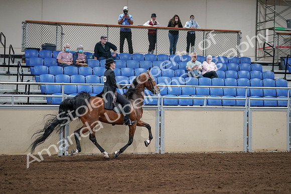 2020 - AB Morgan Horse - Sat, Sept 05 - 06827