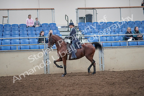 2019 Morgan Horse Show - Aug 31, 2019 - 09263