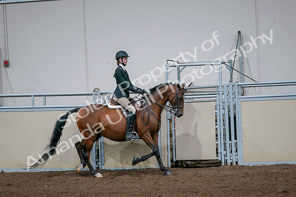 2020 - AB Morgan Horse - Fri, Sept 04 - 06020