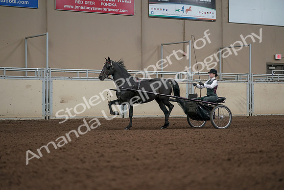 2019 Morgan Horse Show - Aug 31, 2019 - 04682