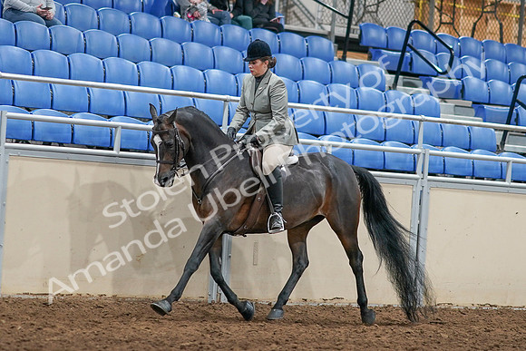 2020 - AB Morgan Horse - Sat, Sept 05 - 14481