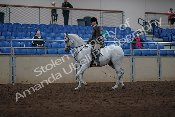 2019 Morgan Horse Show - Sept 01, 2019 - 08631