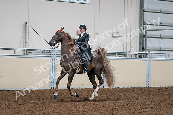 2020 - AB Morgan Horse - Sat, Sept 05 - 13108
