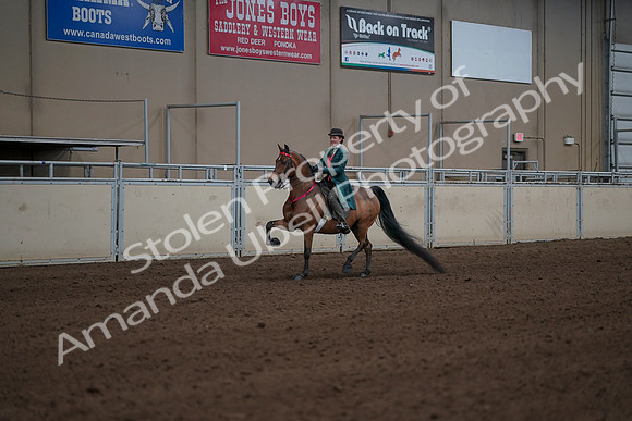 2019 Morgan Horse Show - Sept 01, 2019 - 13442