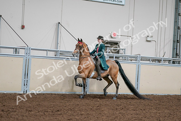 2020 - AB Morgan Horse - Sat, Sept 05 - 13669