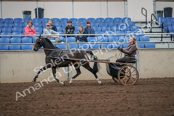 2019 Morgan Horse Show - Aug 30, 2019 - 13236