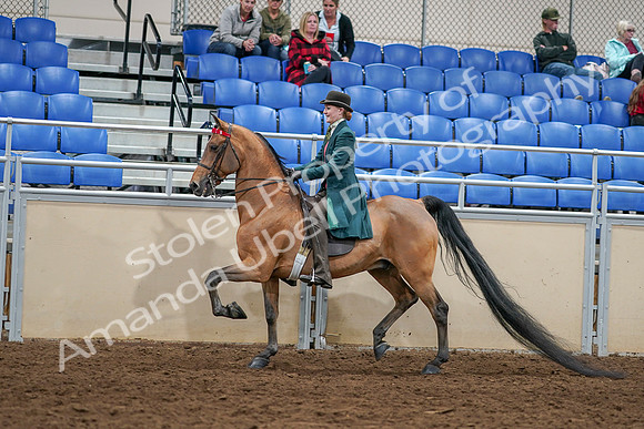 2020 - AB Morgan Horse - Sat, Sept 05 - 13600