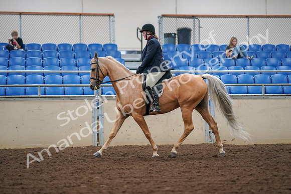 2019 Morgan Horse Show - Aug 30, 2019 - 16234