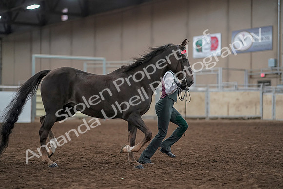 2019 Morgan Horse Show - Aug 31, 2019 - 01903