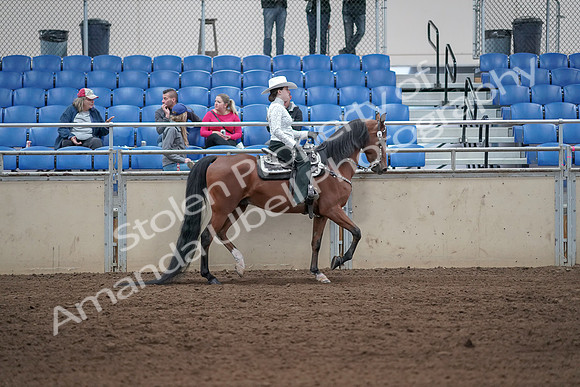 2019 Morgan Horse Show - Sept 01, 2019 - 07150