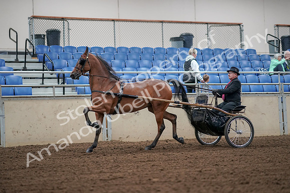 2019 Morgan Horse Show - Aug 30, 2019 - 13313