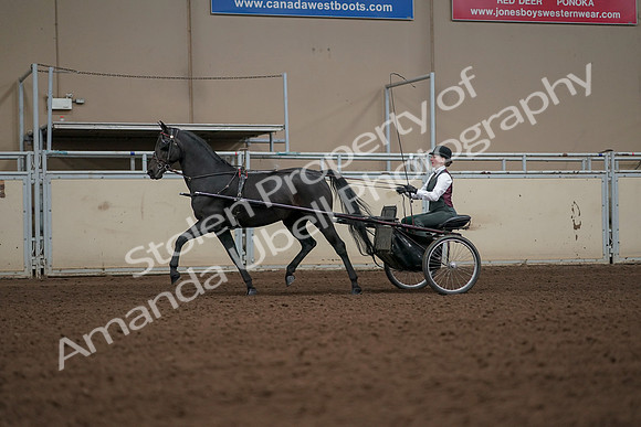 2019 Morgan Horse Show - Aug 31, 2019 - 04657