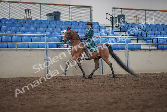 2019 Morgan Horse Show - Sept 01, 2019 - 13208