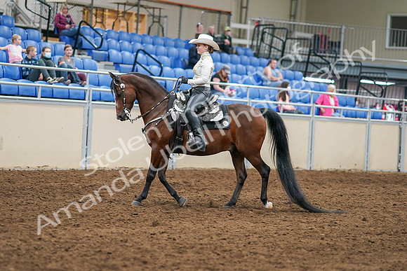 2020 - AB Morgan Horse - Sat, Sept 05 - 08876