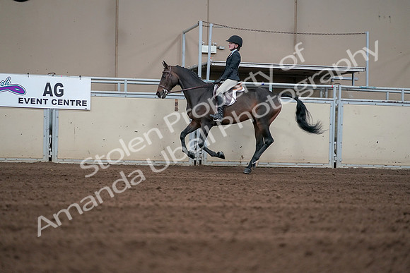 2019 Morgan Horse Show - Sept 01, 2019 - 03730