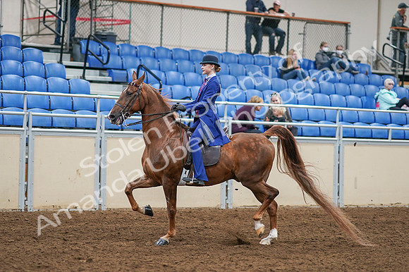 2020 - AB Morgan Horse - Fri, Sept 04 - 04884