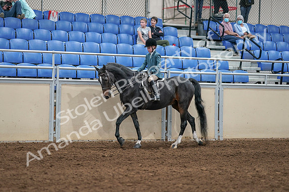 2020 - AB Morgan Horse - Fri, Sept 04 - 07731