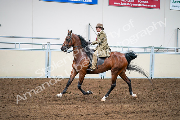 2020 - AB Morgan Horse - Sat, Sept 05 - 08105