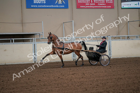 2019 Morgan Horse Show - Aug 30, 2019 - 13058