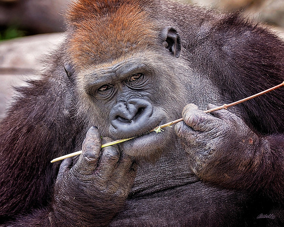 Zoo - 039