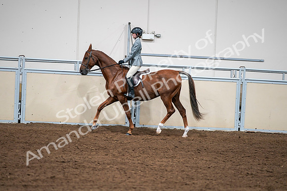 2020 - AB Morgan Horse - Fri, Sept 04 - 03047