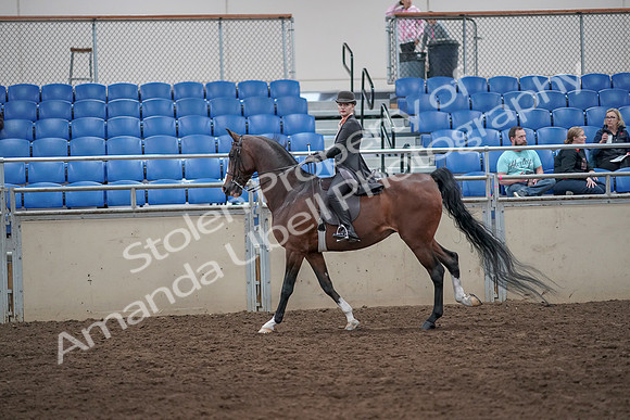 2019 Morgan Horse Show - Aug 31, 2019 - 08801
