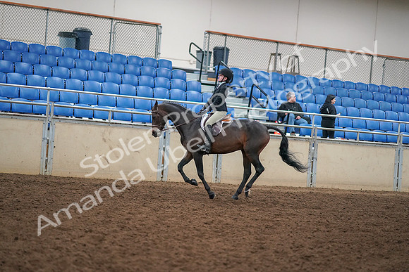 2019 Morgan Horse Show - Aug 30, 2019 - 12299