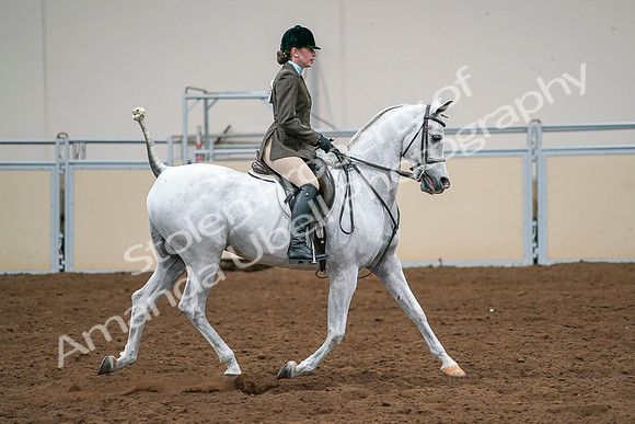 2020 - AB Morgan Horse - Sat, Sept 05 - 14539