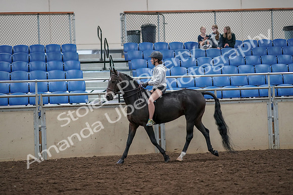 2019 Morgan Horse Show - Aug 30, 2019 - 31040