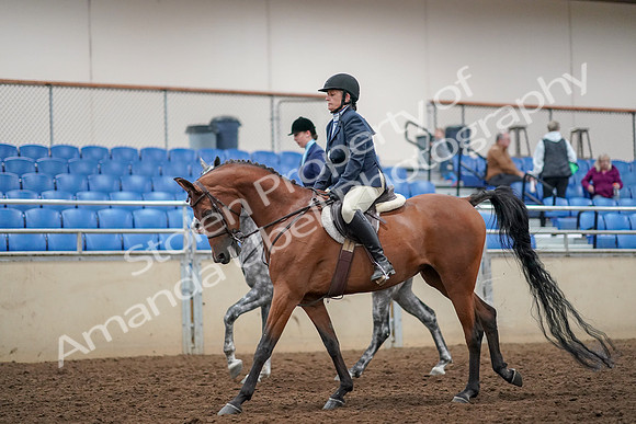 2019 Morgan Horse Show - Aug 30, 2019 - 22455